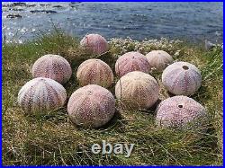 10 Extra Large Sea Urchin Shell From North Scotland 10cm+ Diameter