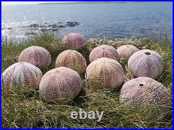 10 Extra Large Sea Urchin Shell From North Scotland 10cm+ Diameter