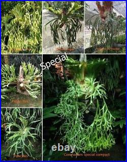 6 type Spores Stanghorn Platycerium Fern special from artandplants