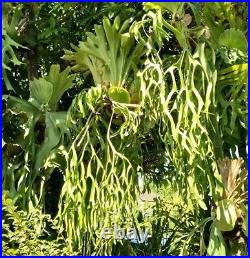 6 type Spores Stanghorn Platycerium Fern special from artandplants