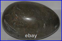 Ammonite from Morocco Egg-shaped approx. 6 inch long, very nice, extra rare