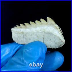 EXTRA LARGE, Top Quality Notidanodon loozi lower jaw tooth from the phosphate