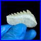 EXTRA LARGE, Top Quality Notidanodon loozi lower jaw tooth from the phosphate