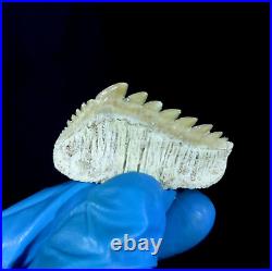 EXTRA LARGE, Top Quality Notidanodon loozi lower jaw tooth from the phosphate