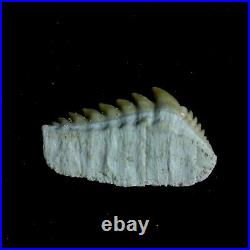 EXTRA LARGE, Top Quality Notidanodon loozi lower jaw tooth from the phosphate