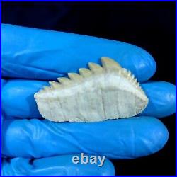 EXTRA LARGE, Top Quality Notidanodon loozi lower jaw tooth from the phosphate