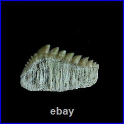 EXTRA LARGE, Top Quality Notidanodon loozi lower jaw tooth from the phosphate