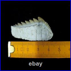 EXTRA LARGE, Top Quality Notidanodon loozi lower jaw tooth from the phosphate