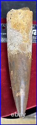 Extra Large Spinosaurus tooth, total 5 7/8 inches, from Morocco