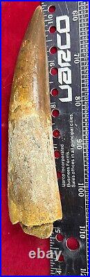 Extra Large Spinosaurus tooth, total 5 7/8 inches, from Morocco