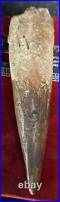 Extra Large Spinosaurus tooth, total 5 inches, from Morocco