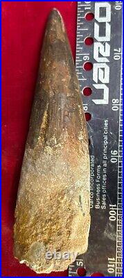 Extra Large Spinosaurus tooth, total 5 inches, from Morocco