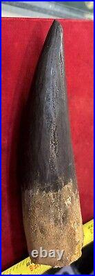 Extra Large Spinosaurus tooth, total 6 3/4 inches, from Morocco