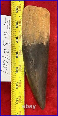 Extra Large Spinosaurus tooth, total 6 3/4 inches, from Morocco