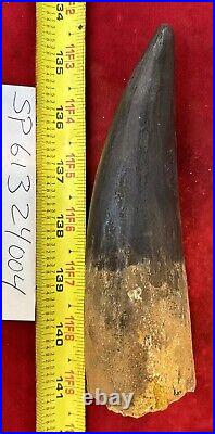 Extra Large Spinosaurus tooth, total 6 3/4 inches, from Morocco