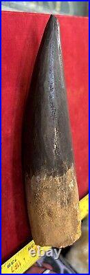 Extra Large Spinosaurus tooth, total 6 3/4 inches, from Morocco