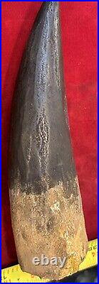 Extra Large Spinosaurus tooth, total 6 3/4 inches, from Morocco