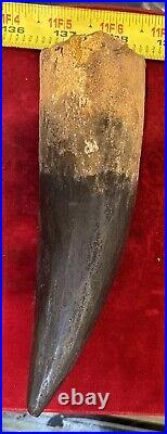 Extra Large Spinosaurus tooth, total 6 3/4 inches, from Morocco