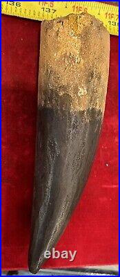 Extra Large Spinosaurus tooth, total 6 3/4 inches, from Morocco