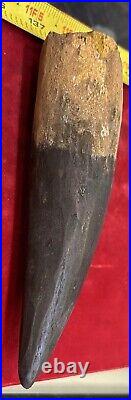 Extra Large Spinosaurus tooth, total 6 3/4 inches, from Morocco