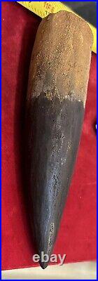 Extra Large Spinosaurus tooth, total 6 3/4 inches, from Morocco