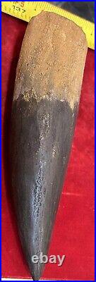 Extra Large Spinosaurus tooth, total 6 3/4 inches, from Morocco