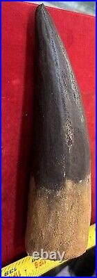 Extra Large Spinosaurus tooth, total 6 3/4 inches, from Morocco