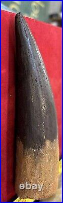 Extra Large Spinosaurus tooth, total 6 3/4 inches, from Morocco