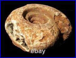 Indonesia Specials Ammonite fossils from West Timor (X 2)