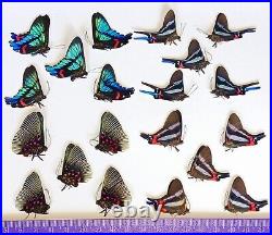 Lot Of 20 Fantastic Butterflies Special Colors Wings Closed From Peru