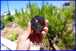 Pristine Dravite Tourmaline crystal from Australia, Special Piece