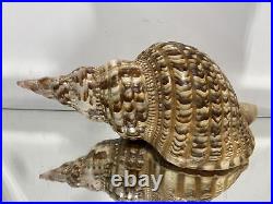 XL Seashell Large Size From Collection Rare and Beautiful