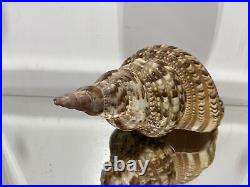 XL Seashell Large Size From Collection Rare and Beautiful