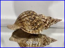 XL Seashell Large Size From Collection Rare and Beautiful