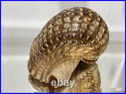 XL Seashell Large Size From Collection Rare and Beautiful