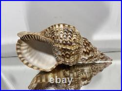 XL Seashell Large Size From Collection Rare and Beautiful