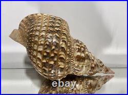 XL Seashell Large Size From Collection Rare and Beautiful