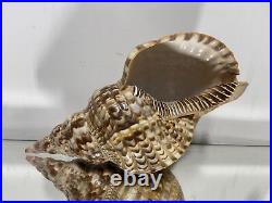 XL Seashell Large Size From Collection Rare and Beautiful