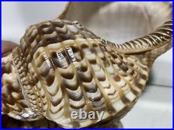 XL Seashell Large Size From Collection Rare and Beautiful