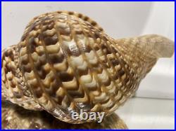 XL Seashell Large Size From Collection Rare and Beautiful