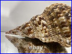 XL Seashell Large Size From Collection Rare and Beautiful