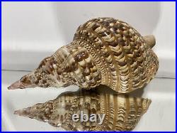 XL Seashell Large Size From Collection Rare and Beautiful